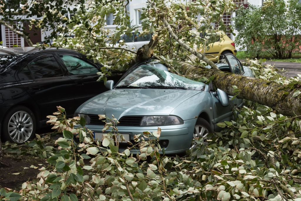 Baum Fällt Auf Nachbargrundstück Versicherung